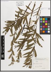 Foto von Salix L.
